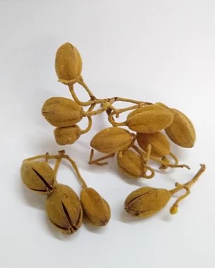 Paniculata