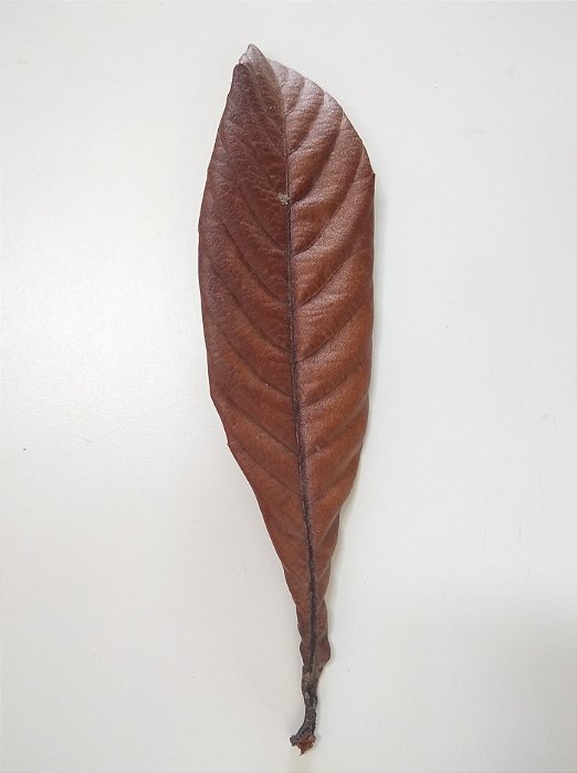 Folha de Nespereira 5un