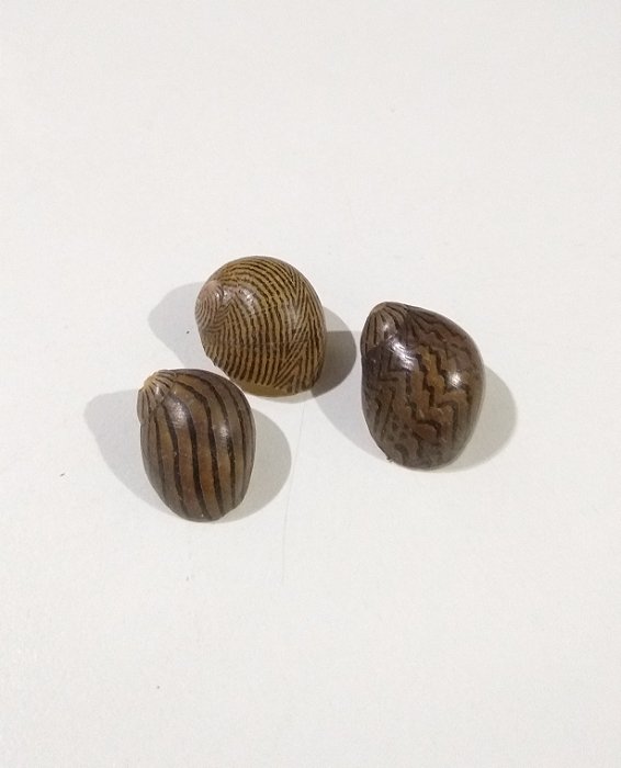 Concha Neritina Zebra
