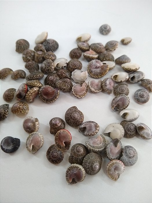 Concha Umbonium