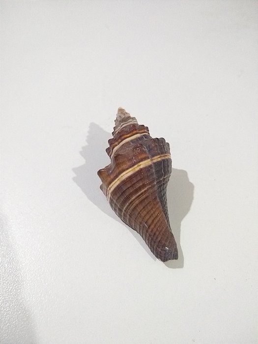 Concha Pugilina