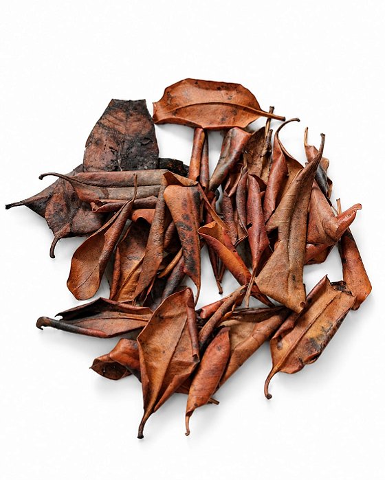 Folha de Mangue 20g