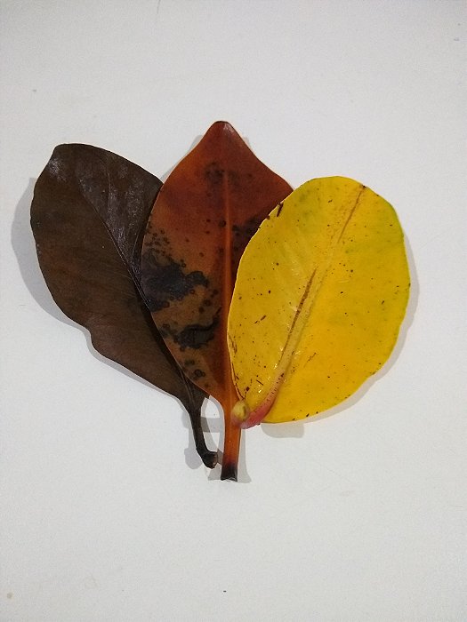 Folha de Mangue