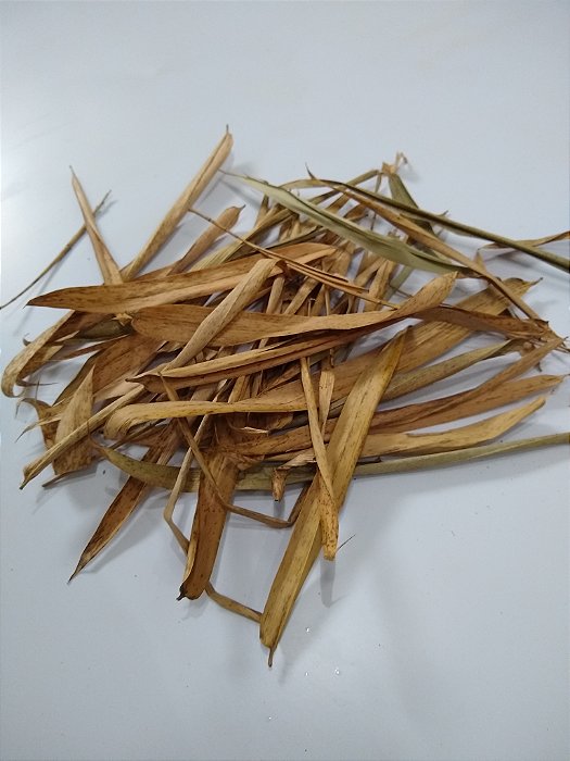 Folhas de Bambu