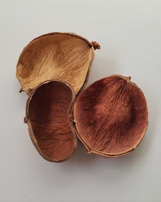 Sterculia