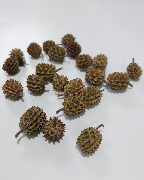 Casuarina