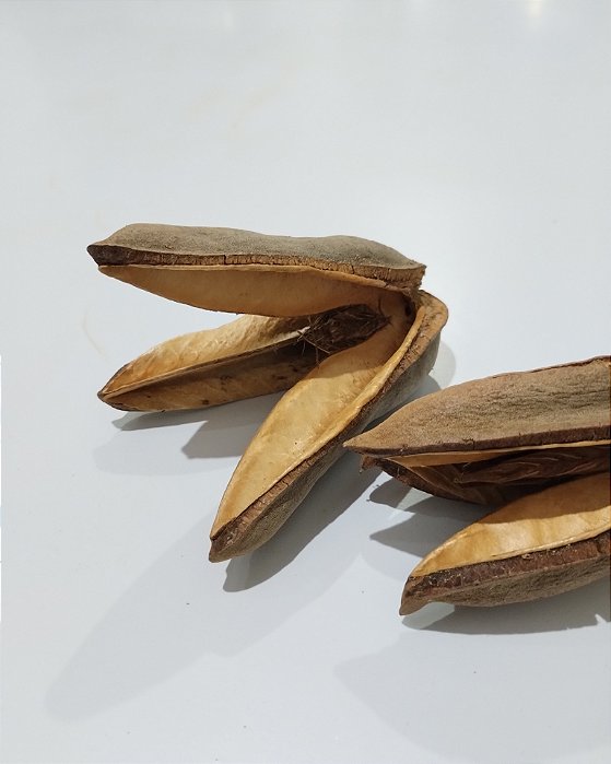Cápsula Qualea