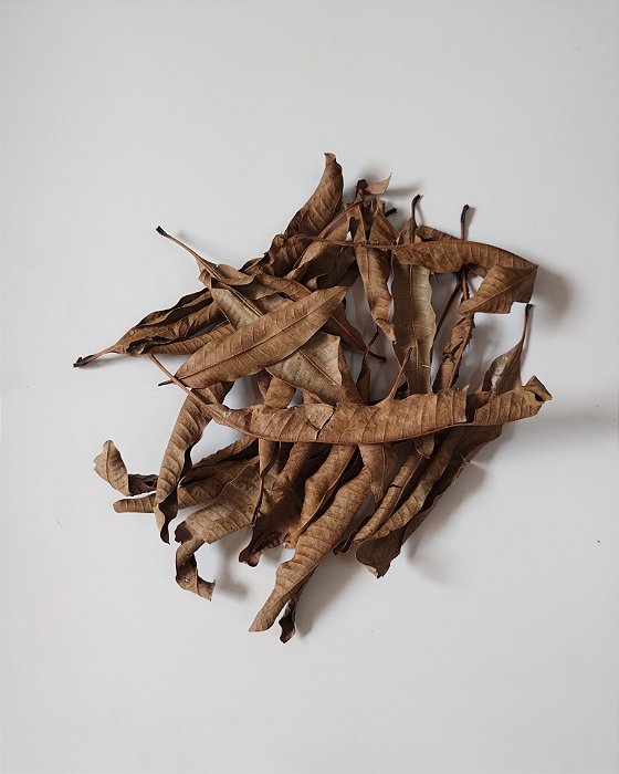 Folha de Mangueira 40g