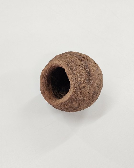 Sapucaia Mini (Fundo)