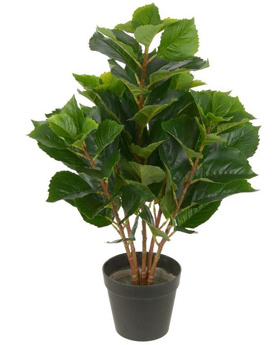 43596001 A.DRYMONIA FOLHA REAL TOQUE C/POTE X74 (VERDE) 60cm