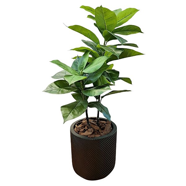42933001 A. FICUS ELASTICA VD 1M COM O VASO