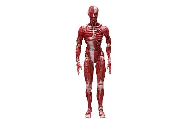Human Anatomical Model Figma SP-142 FREEing Original