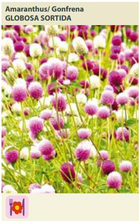 Semente Amaranthus Gomphre G 0,15g