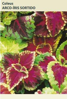 Semente Coleus Arco Iris Sortid 0,15g - Multi