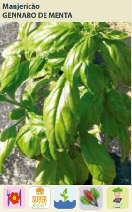 Semente Tempero Manjericao Gennaro de Menta 0,15g