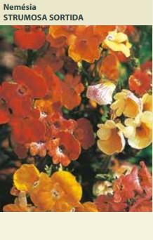 Semente Nemesia Strumosa Sort 0,1g