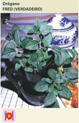 Semente Temp Oregano Verd 0,05g