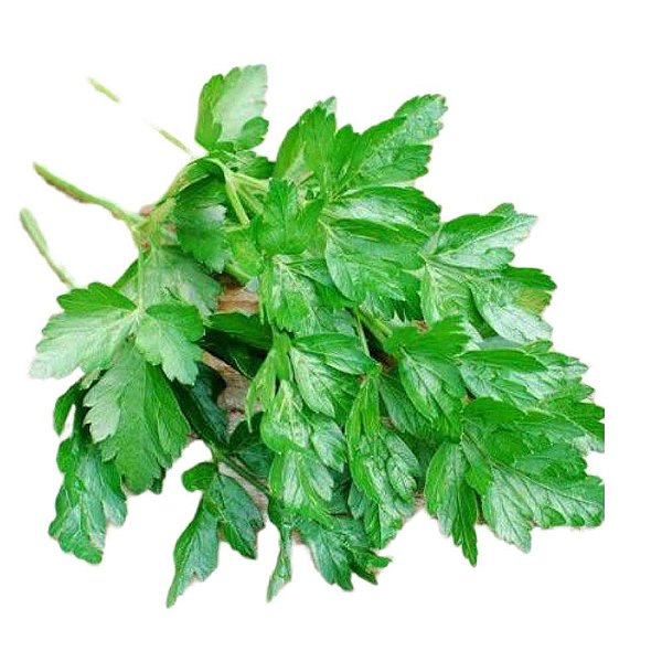 Muda de Salsa Grauda Portuguesa