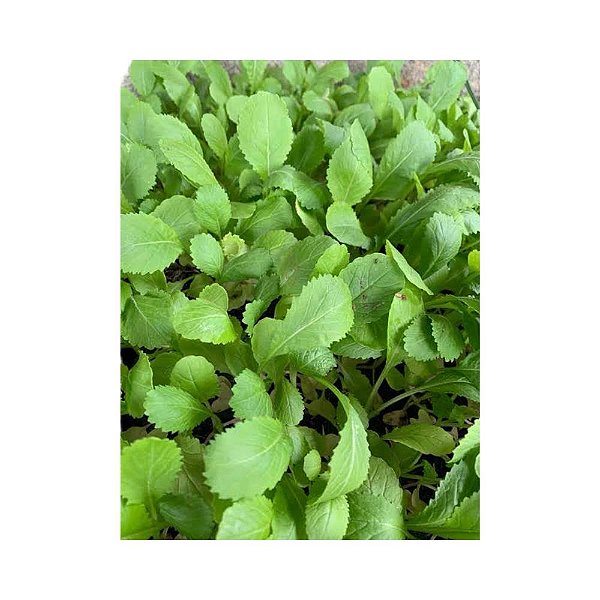 Muda de Mostarda Crespa