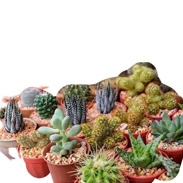 Suculentas