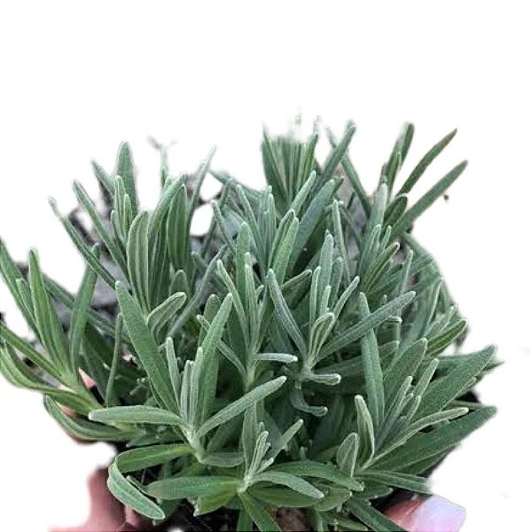 Muda de Cha Lavanda Folha Lisa