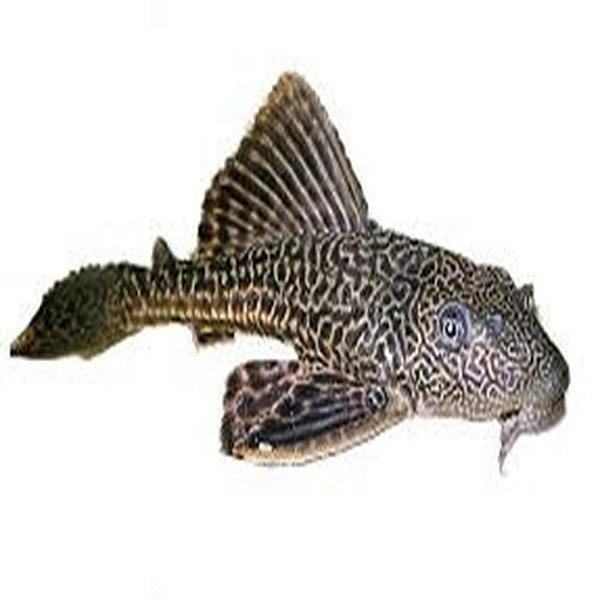 Peixe Cascudo P/m - Ancistrus Spp