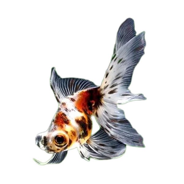 Peixe Telescopio Calico P/m - Carassius Auratus