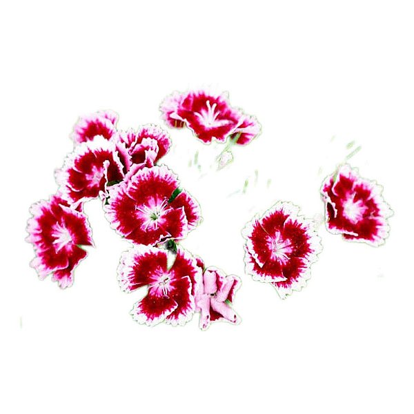 Muda de Flor Cravina G