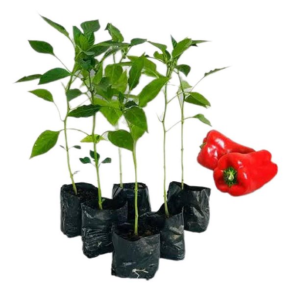 Muda de Pimentao Hibrido Jaguariuna Vermelho Pote