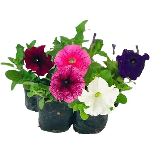 Muda de Flor Petunia
