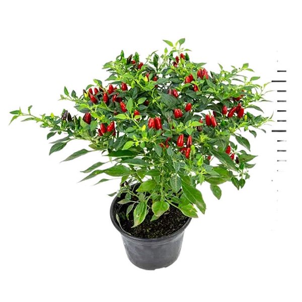 Muda de Tempero Pimenta Malagueta