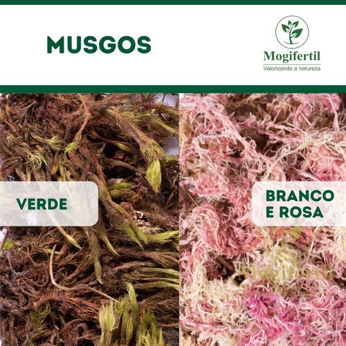Musgo Verde Plantas Orquídeas Artesanato Arranjo 40gr