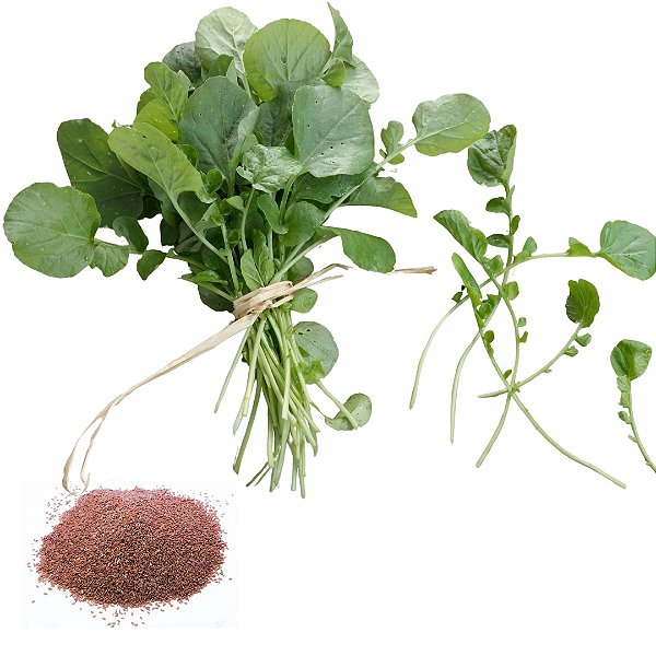 Semente Agrião Seco