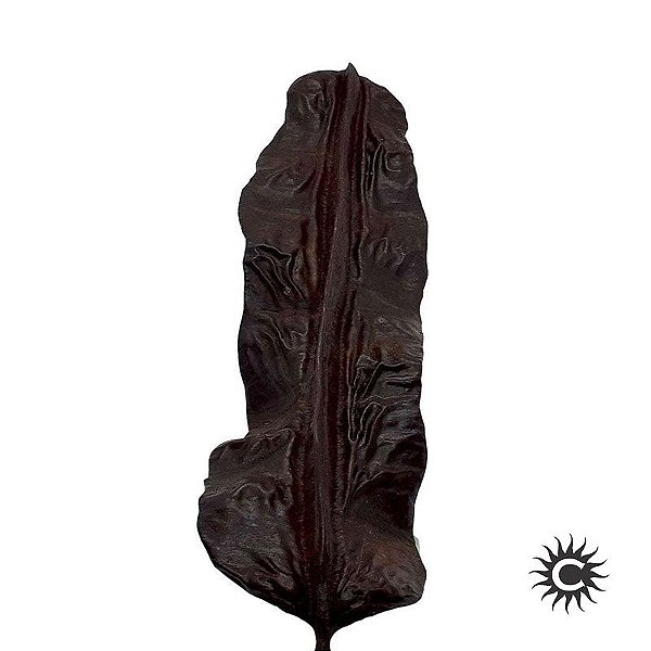 Fava Aridan - Aridã - Unidade