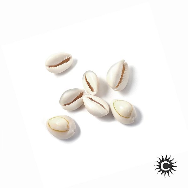 Búzio Branco Fechado Pequeno – Unidade