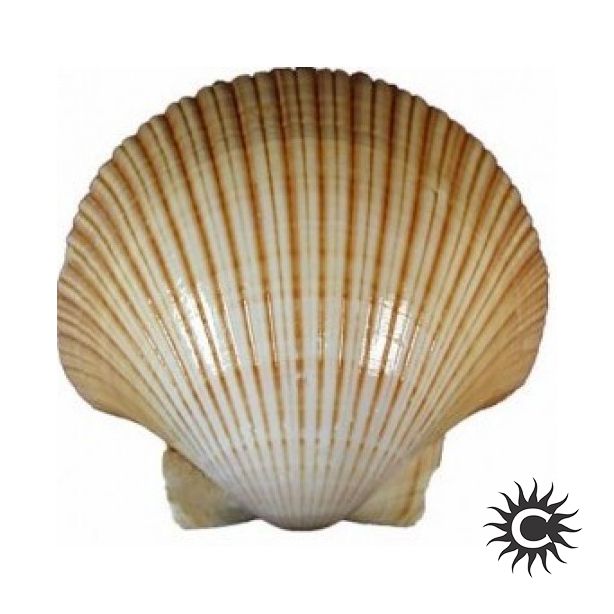 Concha Shell - Unidade