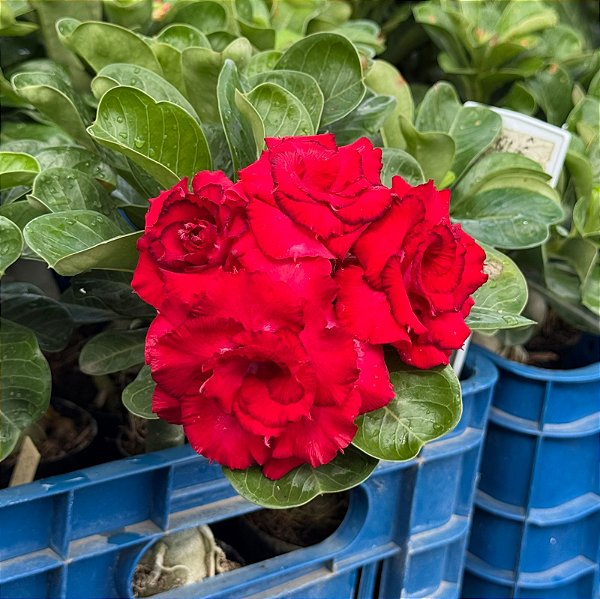 RD - Buquê Vermelho