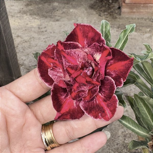 RD - Red Velt