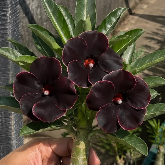 PRÉ VENDA BLACK SINGLE