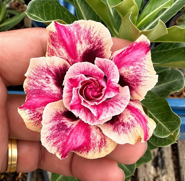 PRÉ VENDA CHARME