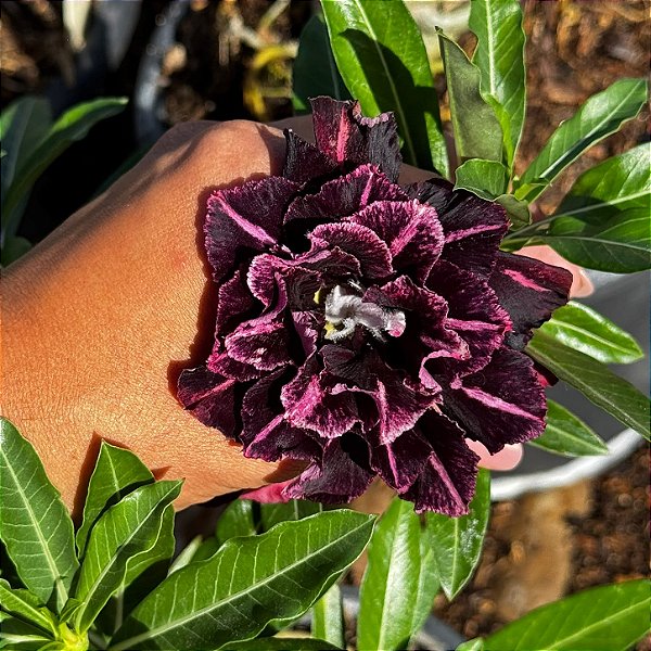 PRÉ VENDA MABEL