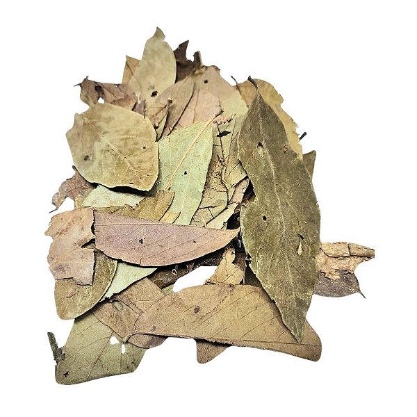 Folhas de Graviola (Annona Muricata L.) Pacote 100g