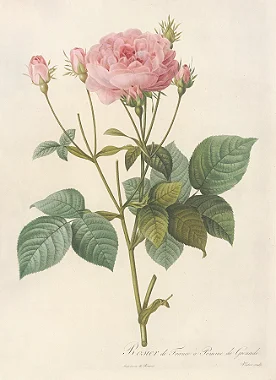 Floral 06