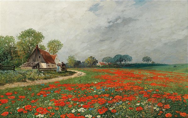 Campo de papoulas e margaridas