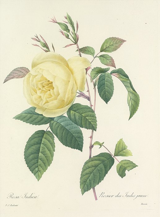 Floral 15