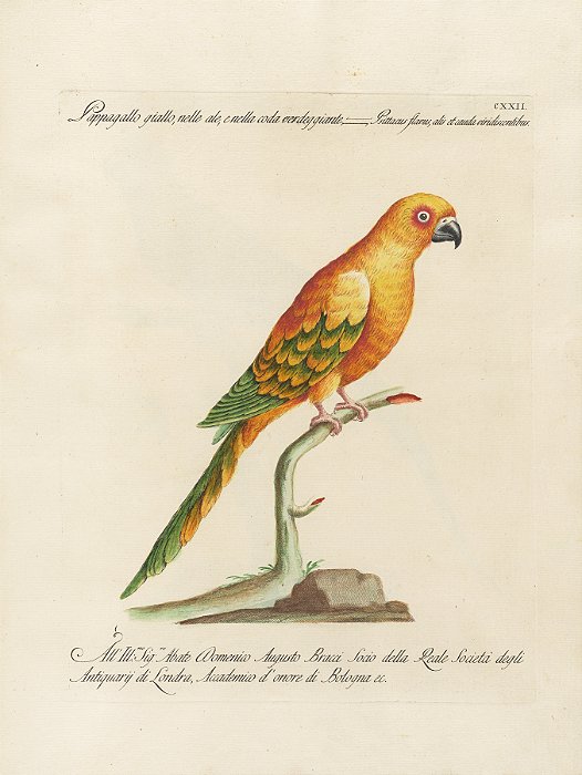 Papagaio Amarelo de Cauda Verde