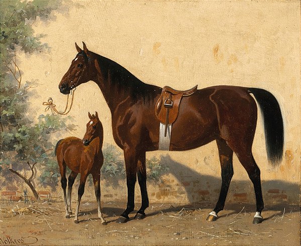 Cavalo amarrado com potro