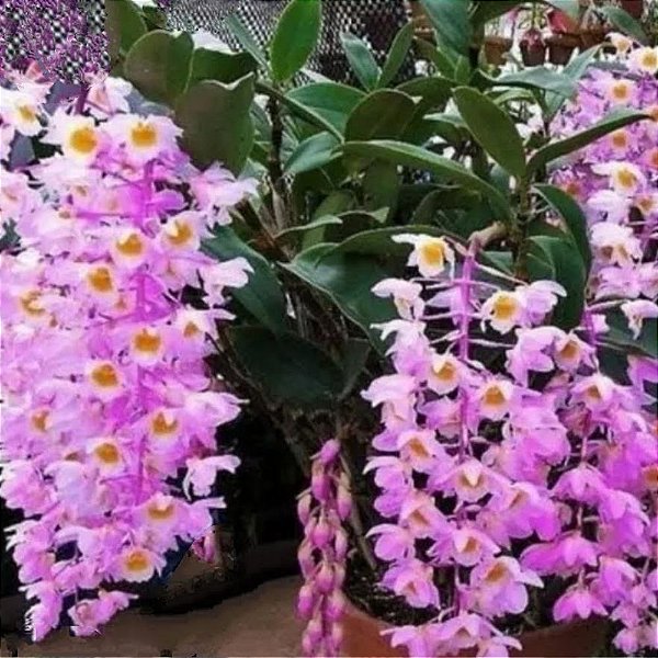 Orquídea Dendrobium Rosy Cluster - Planta Adulta Sem Flor