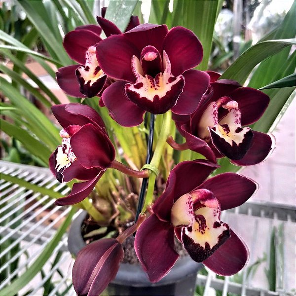 Orquídea Cymbidium Negro Kiwi Midnight - Pré Adulto - Orquidário Ronmar -  Flores e Plantas Ornamentais