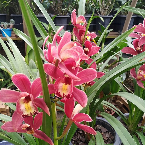 Orquídea Cymbidium Vinho - Adulto - Orquidário Ronmar - Flores e Plantas  Ornamentais
